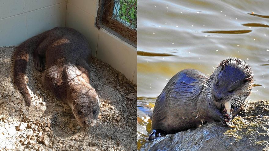 La nutria capturada en Fátima será devuelta a su medio el miércoles