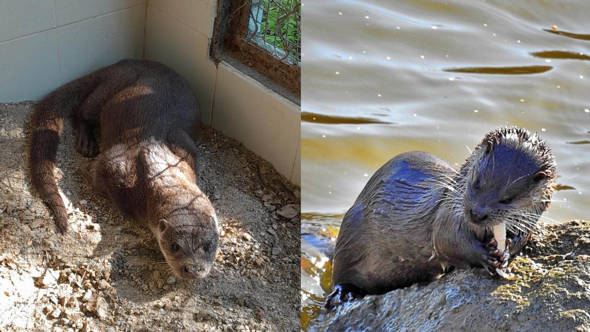 La nutria capturada en el barrio de Fátima y uno de los ejemplares de la familia que habita en el río Guadalquivir.