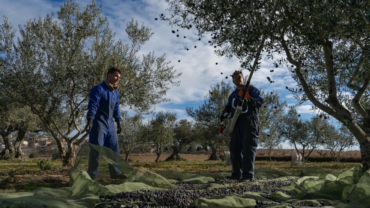 Recolección de la aceituna en los olivares de Fermoselle y procesado del fruto en la almazara hasta la extracción del aceite. | José Luis Fernández