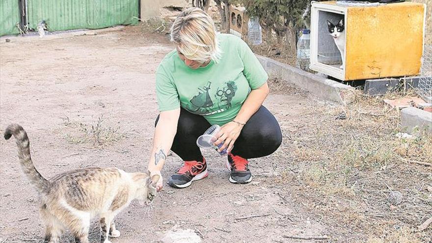 Gats de Barri habilitará un espacio para colonias de felinos callejeros