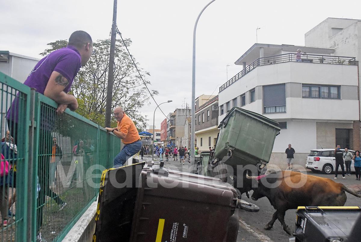 Bous a Les Alqueries 2025