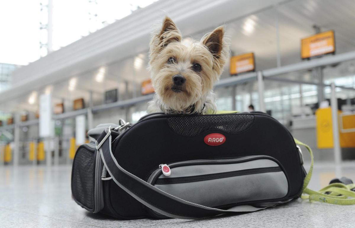 Der Mallorca-Reise dieses Wauzis in der Kabine sollte nichts im Wege stehen: Bei den meisten Airlines liegt hier das maximale Gewicht für Hund inklusive Transporttasche bei acht Kilogramm.