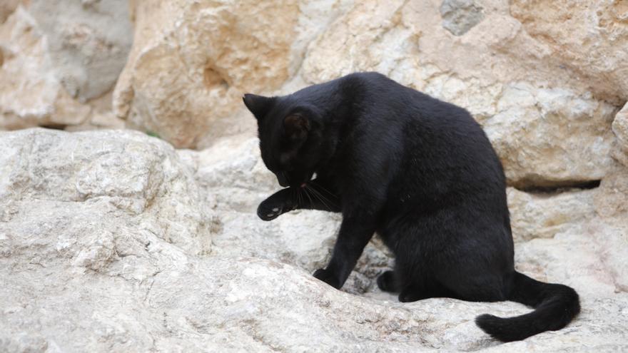 So beschaulich geht es in der Urlauberhochburg Valldemossa auf Mallorca zu Beginn der Nebensaison zu