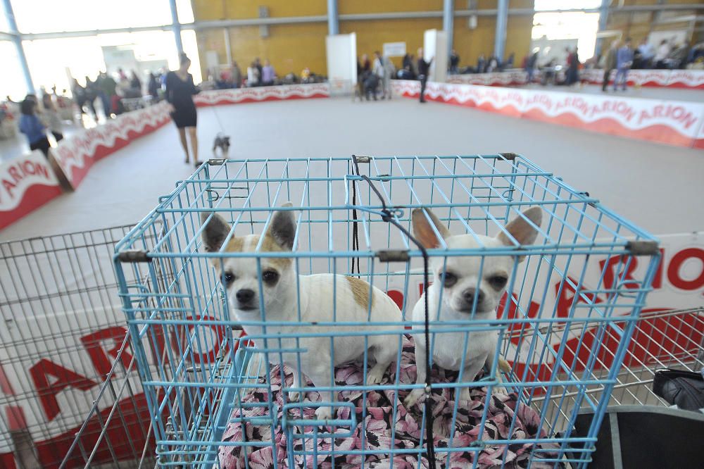 Las mejores imágenes de Expocachorro 2018 en IFA