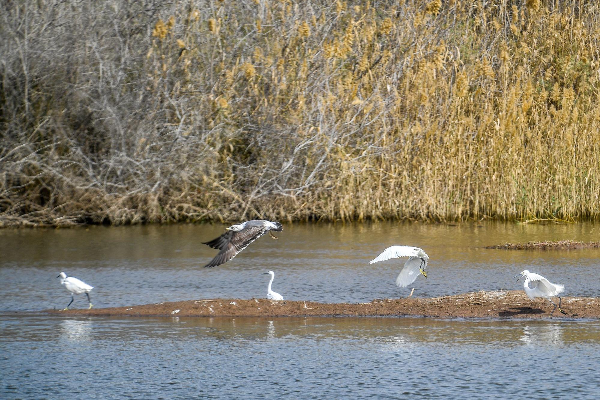 Avistamiento de fauna en la charca de Maspalomas