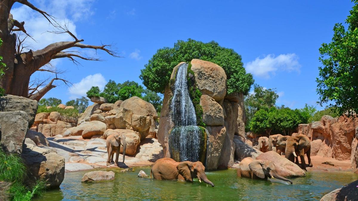 Los diferentes hábitat de Bioparc València permiten conocer de cerca la naturaleza más salvaje.