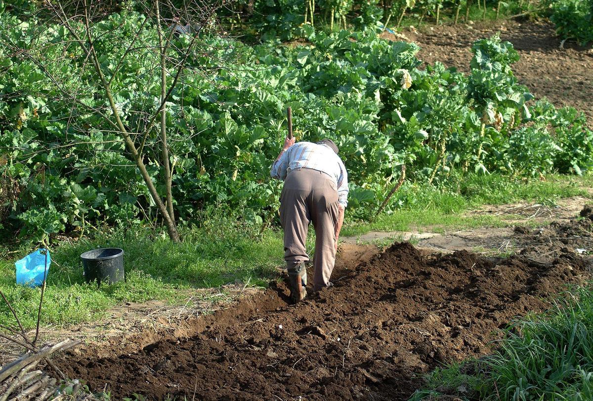 Un agricultor trabajando en una huerta.