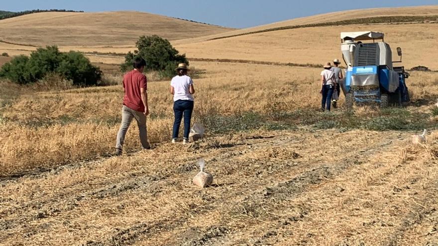 Comienza la recogida de los ensayos para lograr la IGP del garbanzo de la Campiña cordobesa