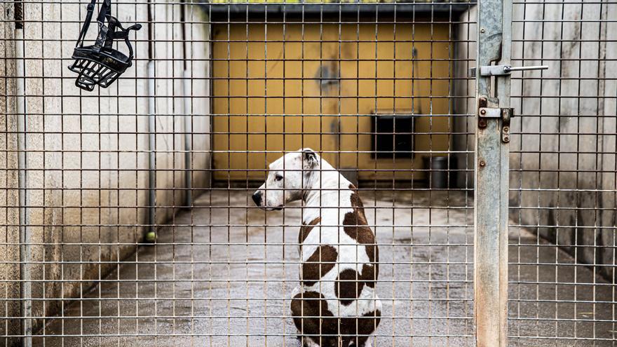 Llums i ombres en el primer any en vigor de la reforma del Codi Penal sobre maltractament animal
