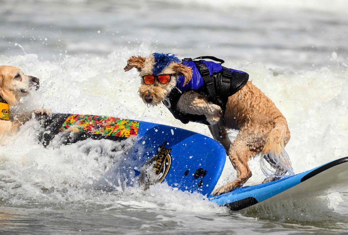 Hicieron un torneo de perros surfistas en California