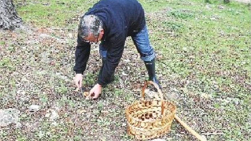 Enguera crea una tasa por recoger setas para recaudar 150.000 € al año