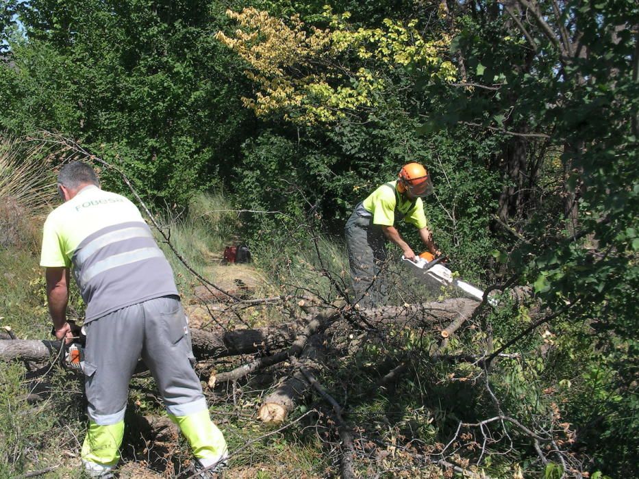 Medio Ambiente alerta sobre la peligrosidad del hongo