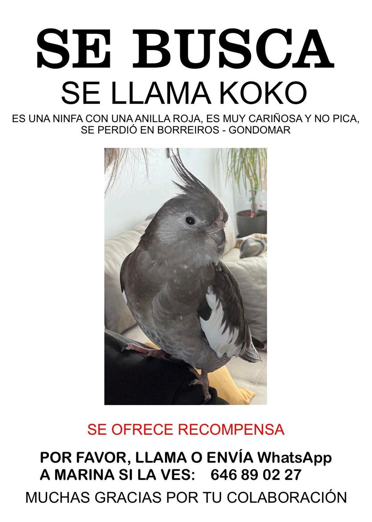 Cartel de búsqueda.