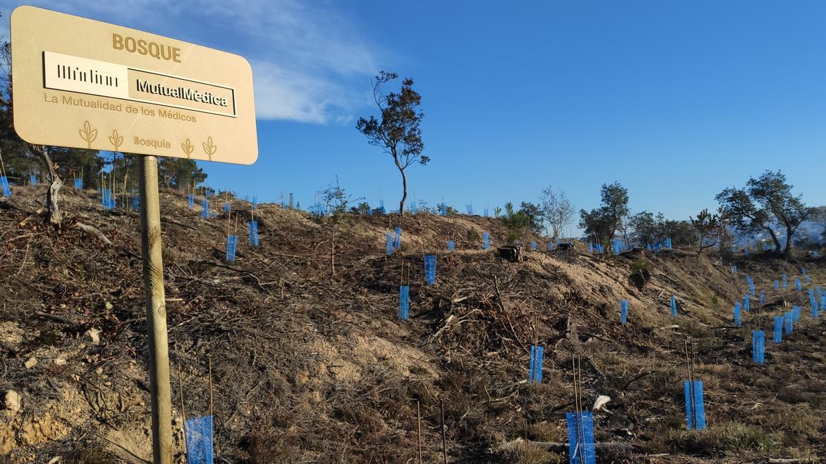 El bosc reforestat a Maçanet de la Selva amb 300 arbres autòctons després de ser arrasat per un incendi