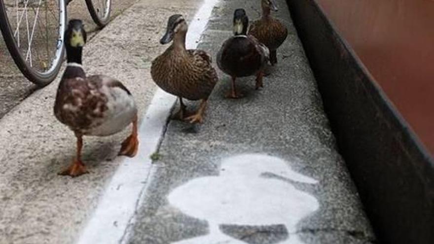 «Carril pato» en Londres