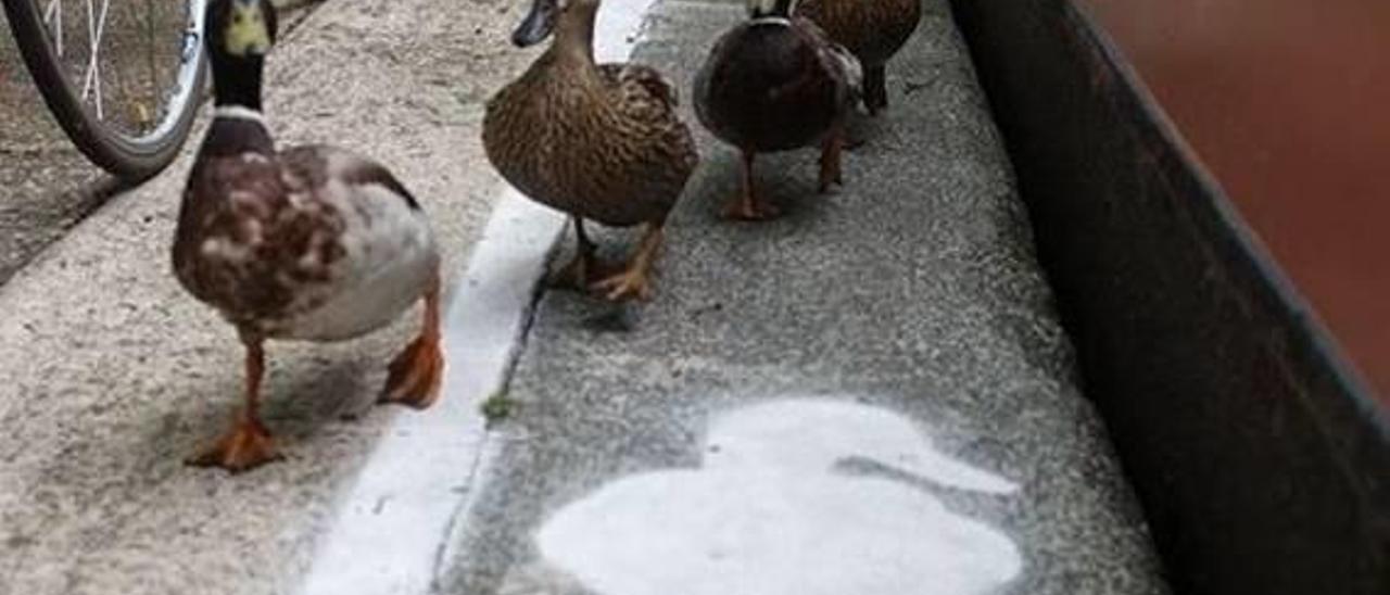 «Carril pato» en Londres