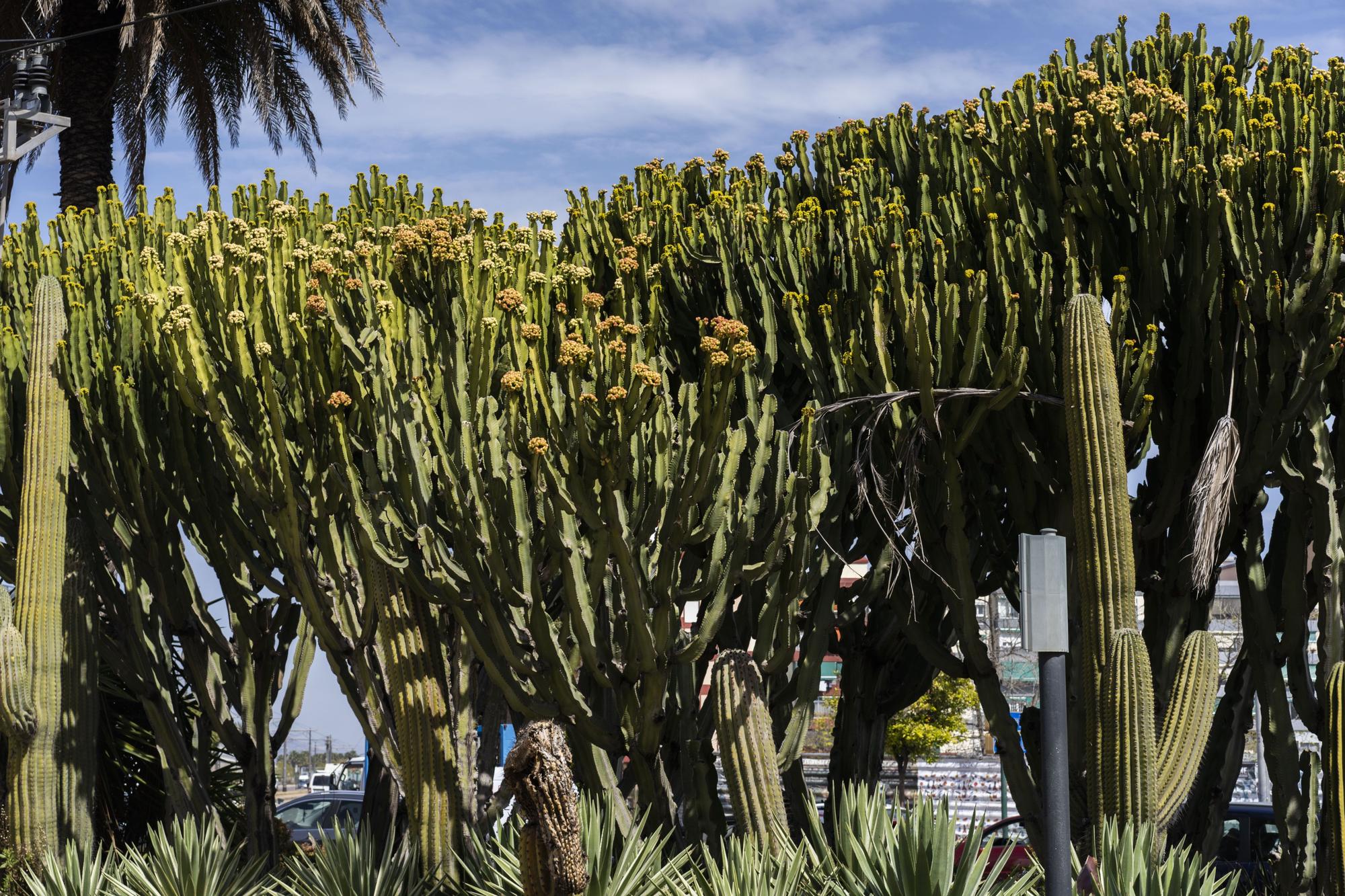 ¿Conoces los jardines de cactus de València?