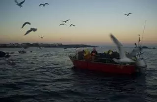 La Consellería de Mar autoriza la pesca de camarón en períodos de veda de la nécora
