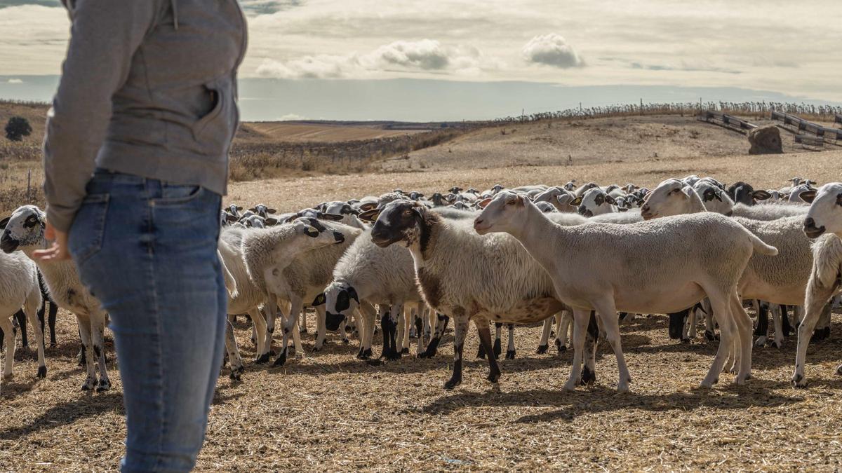 Las ovejas de la familia Lázaro en Oquillas (Burgos).