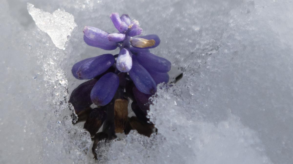 Las plantas aromáticas se abren paso entre la nieve