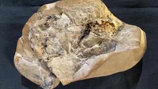 Descubren el corazón más antiguo jamás visto: forma parte de un fósil de 380 millones de años