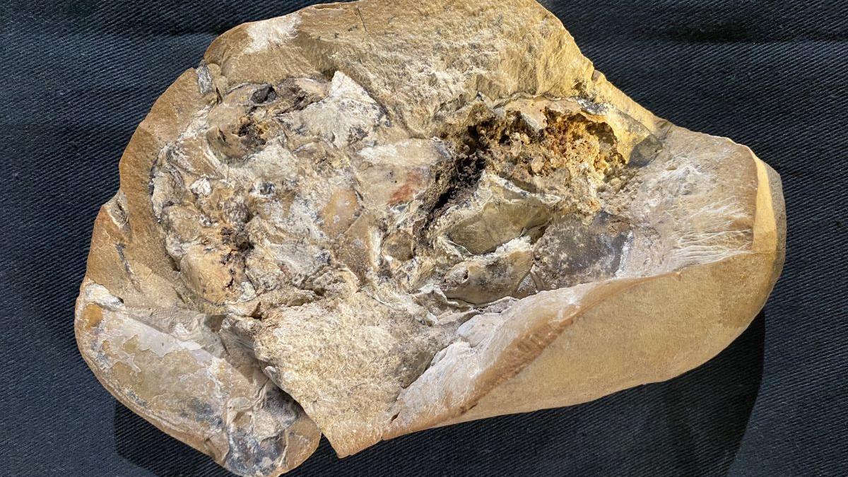 Fósil en el que se encontró un corazón de artrodire tridimensional, casi perfectamente conservado.