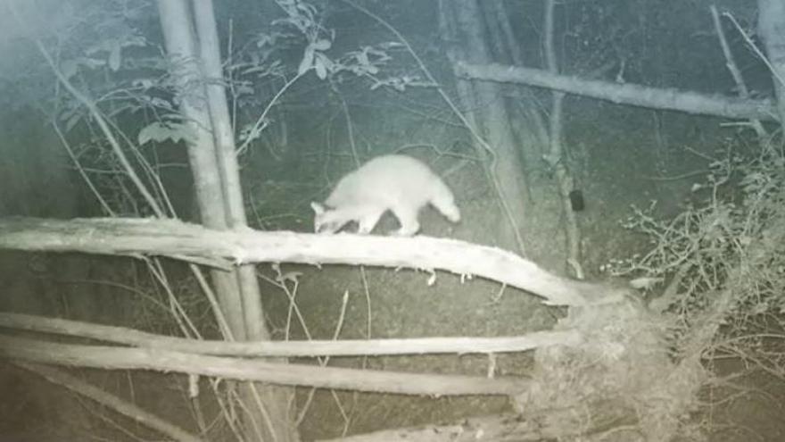 Dos socis del CEM aficionats al fototrampeig van captar aquest animal als boscos de Maçanet.