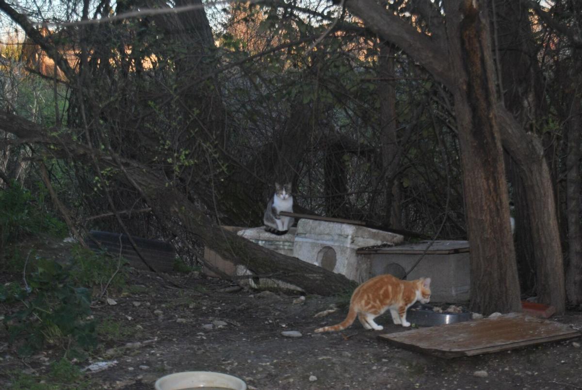 Gatos de la colonia felina de Lucena objeto de la denuncia contra el Ayuntamiento por parte de una productora de animales.