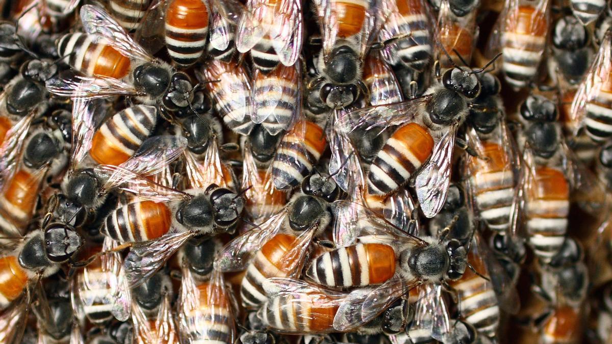 Agrupación de abejas enanas rojas, especie invasora