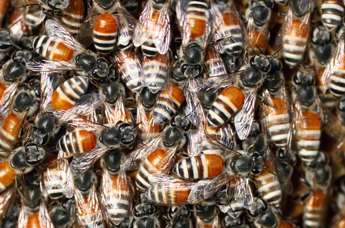 Agrupación de abejas enanas rojas, especie invasora