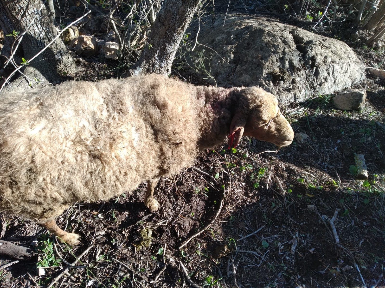 Tres perros matan a 60 ovejas embarazadas en Llucmajor