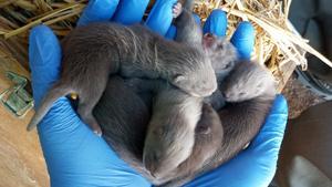 Algunos de los cachorros alumbrados en el programa de recuperación del visón europeo