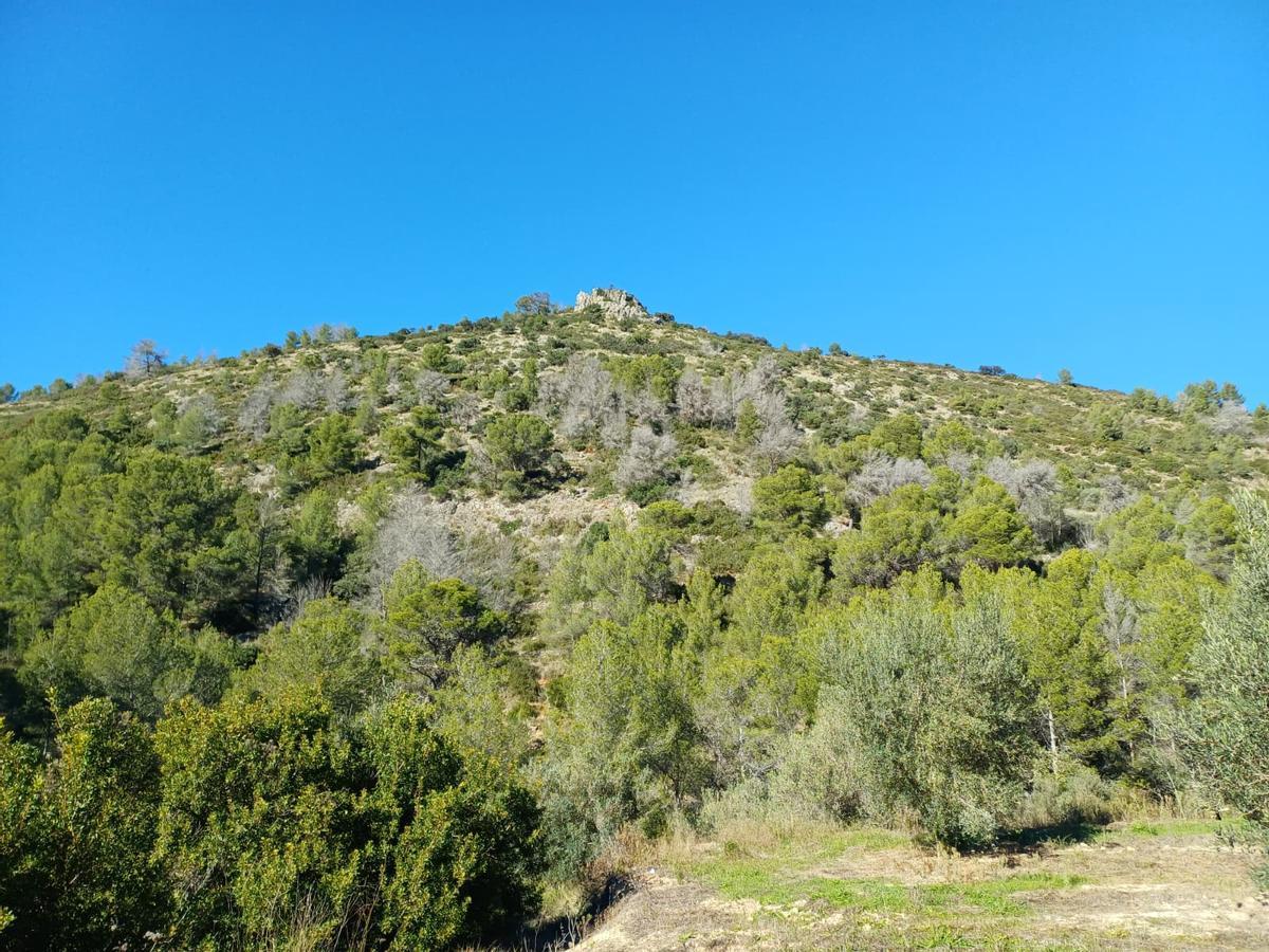 Los pinos secos se entremezclan con otros vivos y el sotobosque en la provincia