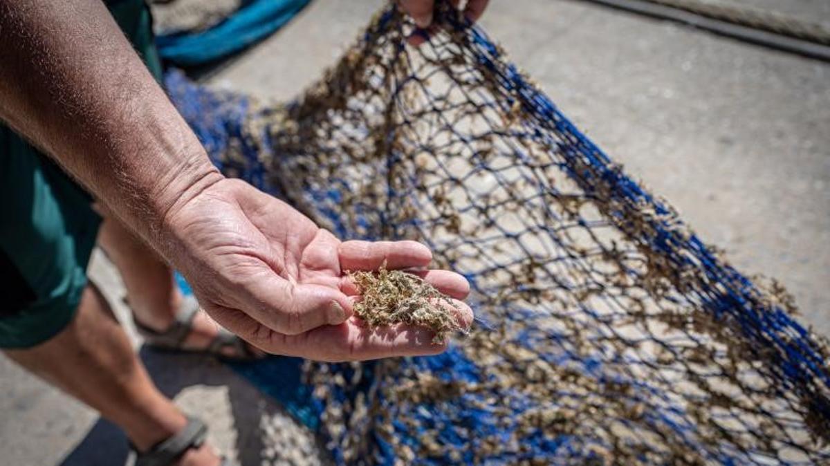 Un pescador de la Barceloneta muestra las microfibras -procedentes principalmente de toallitas y compresas- que se adhieren a las redes de pesca.
