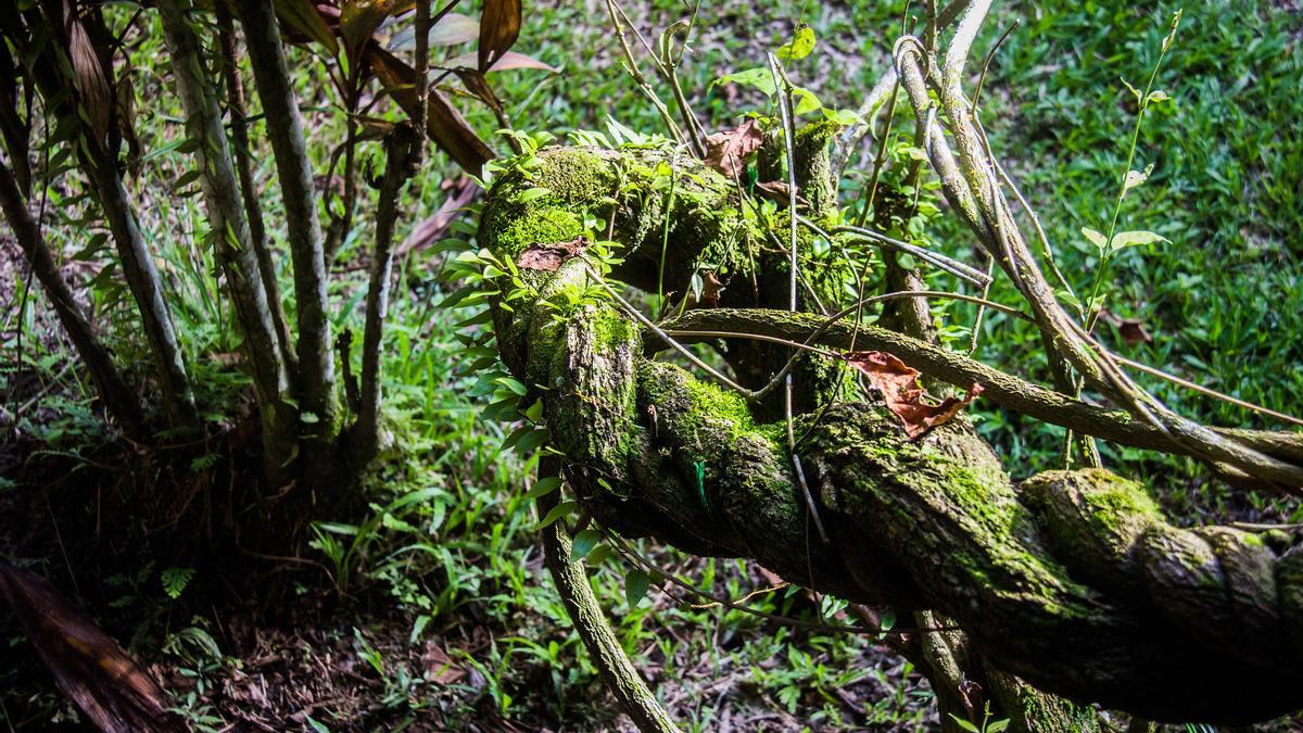 Los componentes de la ayahuasca se encuentran en la selva amazónica.