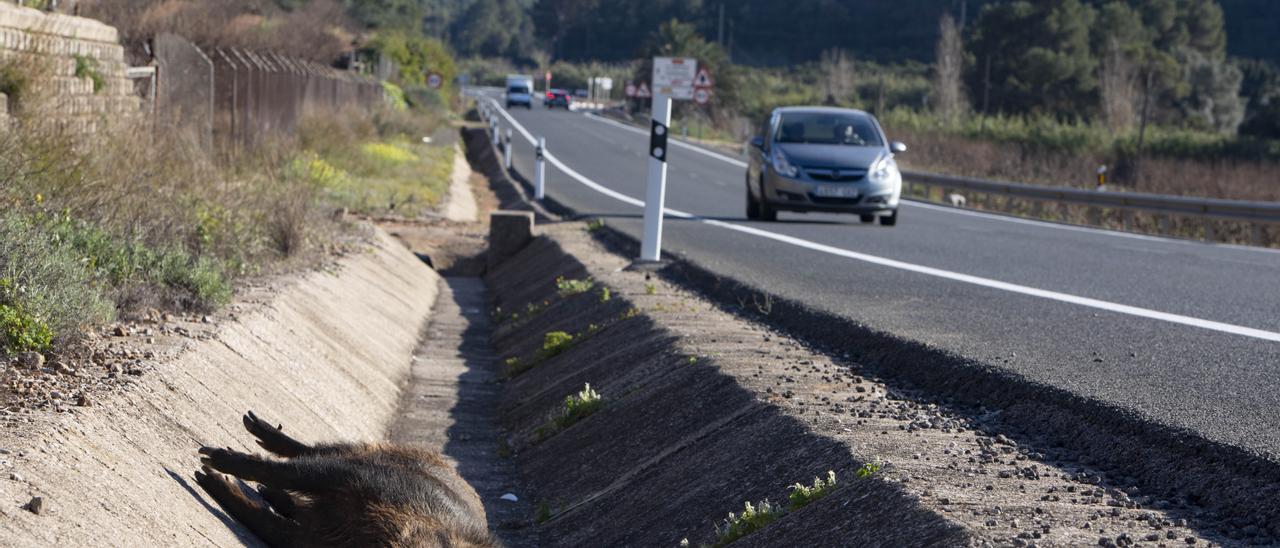 Durante el pasado año se registraron en al Comunitat casi un millar de accidentes provocados por jabalís.