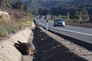 La plaga de jabalís ya afecta a la mitad de municipios de Castellón y habrá más batidas