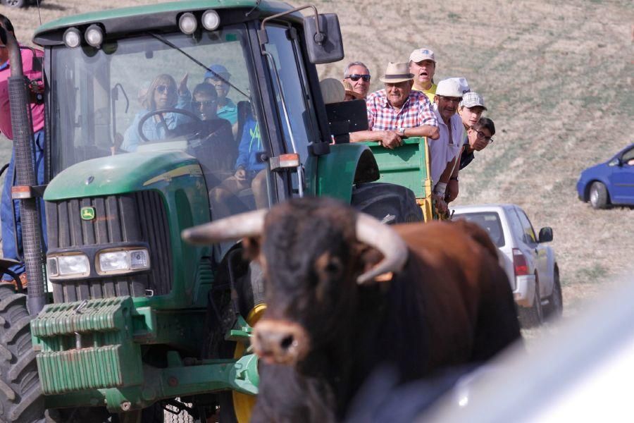 Encierro de campo en Villaescusa