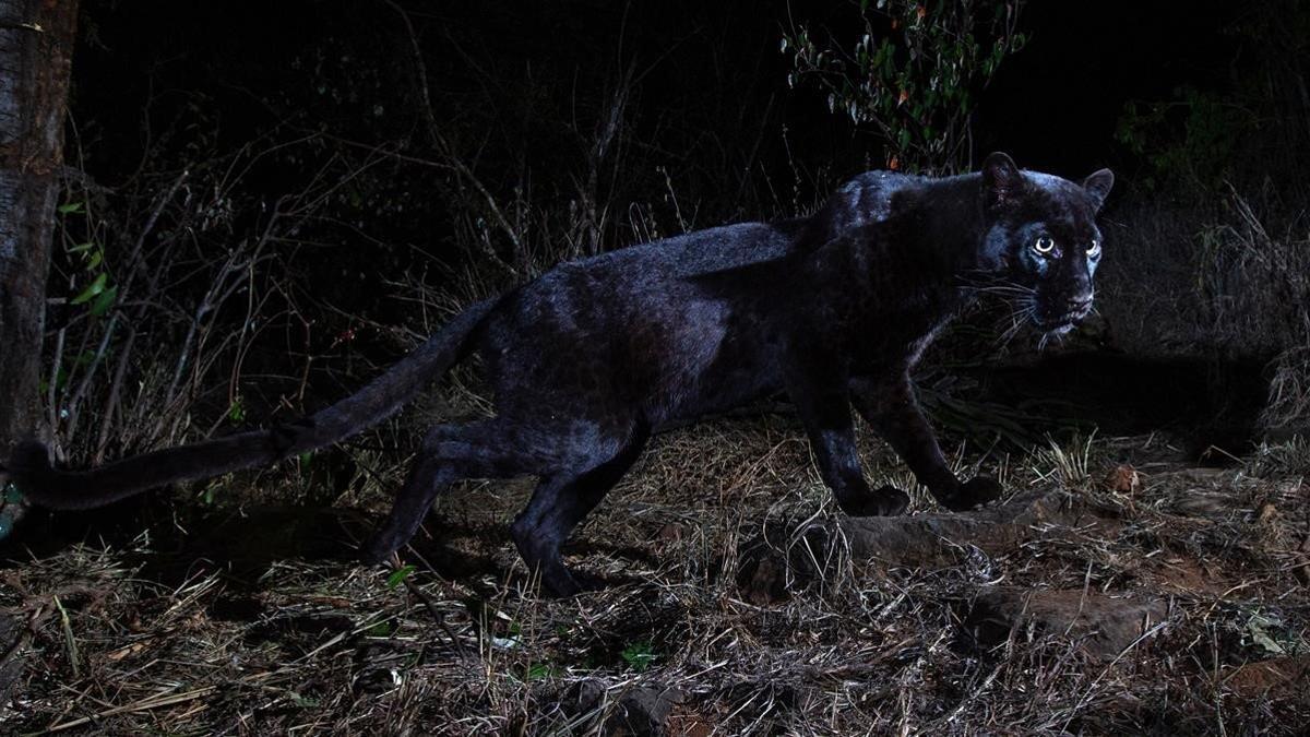 Un leopardo negro, o panterae negra, fotografiado en el Laikipia Wilderness Camp de Kenya.