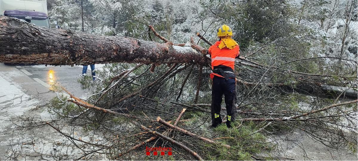 Arbre caigut a Monistrol de Calders
