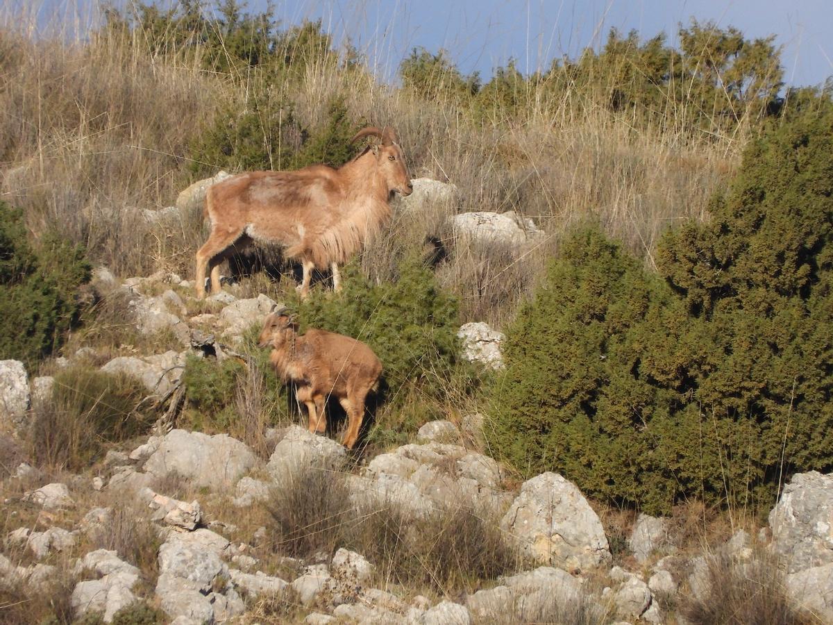 Ejemplares de arruí afectados por la sarna.