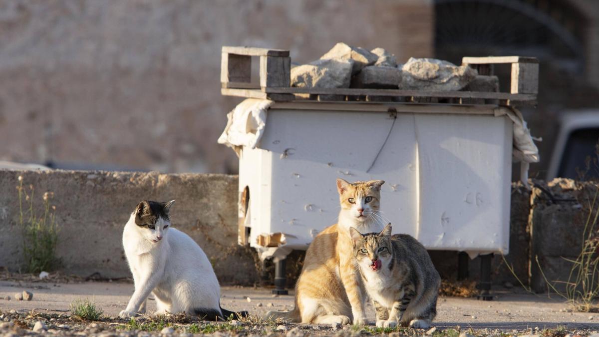 Colonia felina en Alzira.