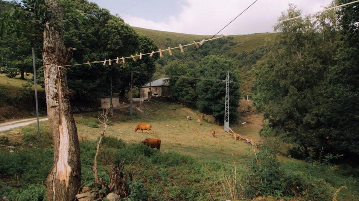 Vista de Quintela y el ganado de Sergio Cela pastando en uno de los prados.