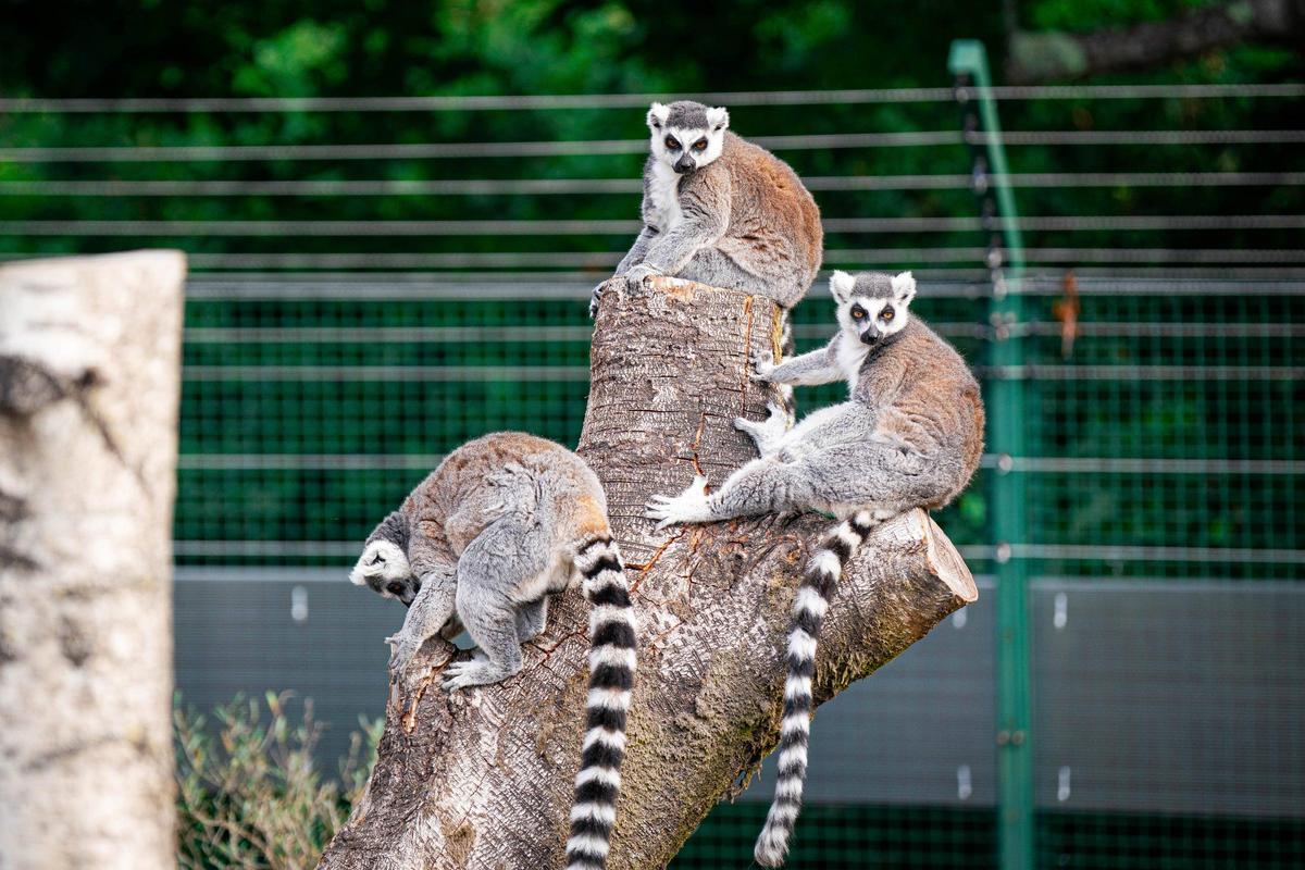 Los lemures son de los pocos animales que continuan en Vigo Natura