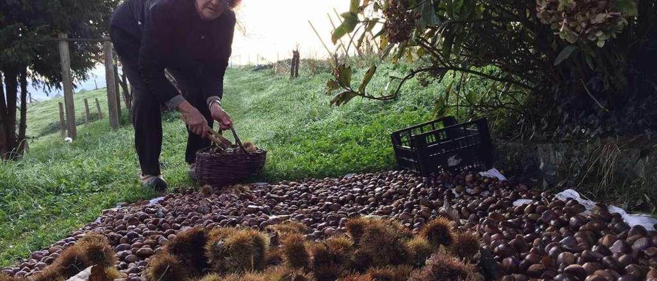 Hortensia González, ayer, en su huerta de Huexes (Parres), con las castañas que llevará al certamen de Arriondas.