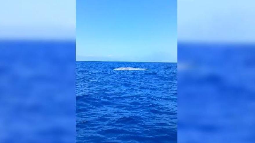 Avistan una gran ballena azul en el sur de Tenerife