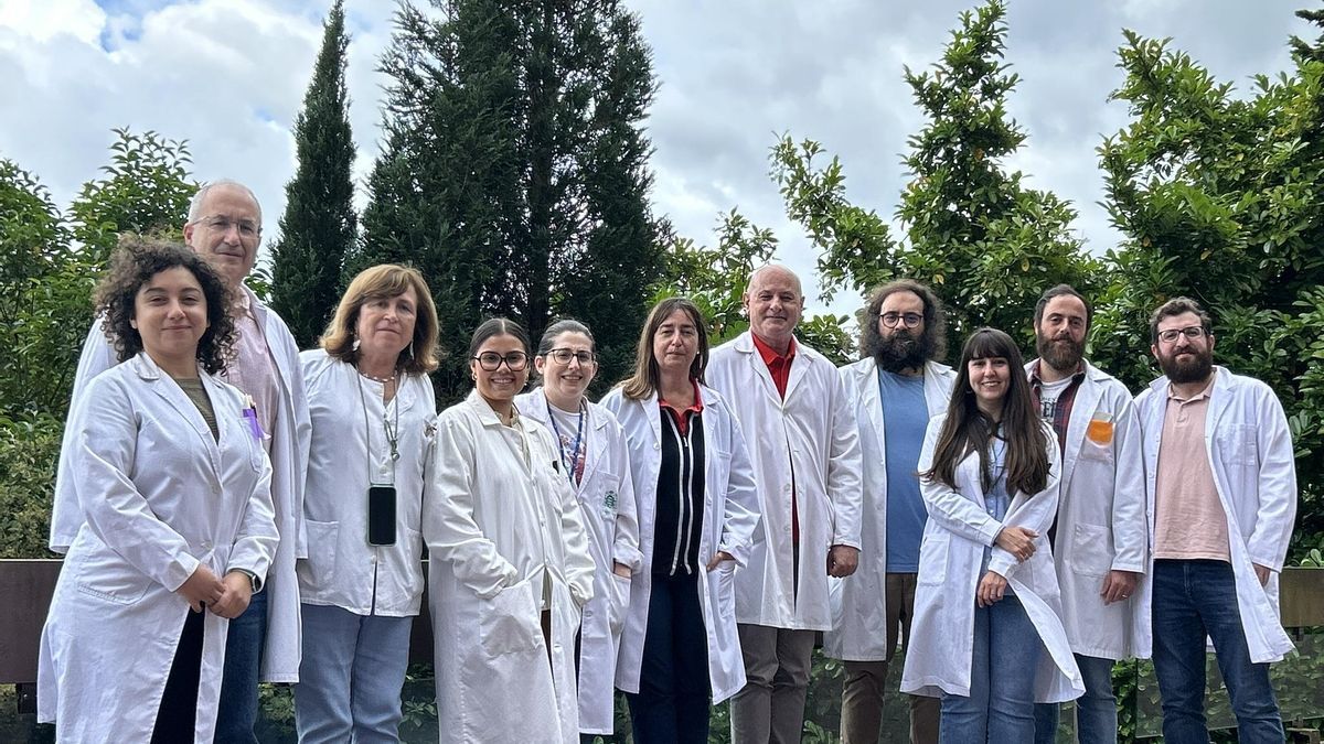 Autores de la investigación. De izquierda a derecha, Alejandra Martínez (Uniovi), Segundo González (Uniovi), Ana Pilar González (HUCA), Candelaria Aguilar (Uniovi), Lucía Morais (HUCA), Esther González (Cabueñes), Ángel Ramírez (HUCA), Jesús Pascual (Uniovi), Rocío Granda (Uniovi), Christian Sordo (Uniovi) y David Carballo (Cabueñes).