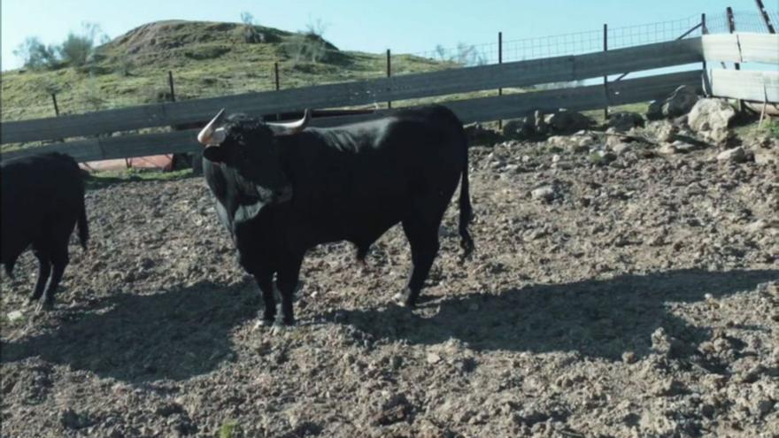 &quot;Aceituno&quot; es el toro que correrá al estilo de Benavente, en el XVIII Congreso de Toros de Cuerda