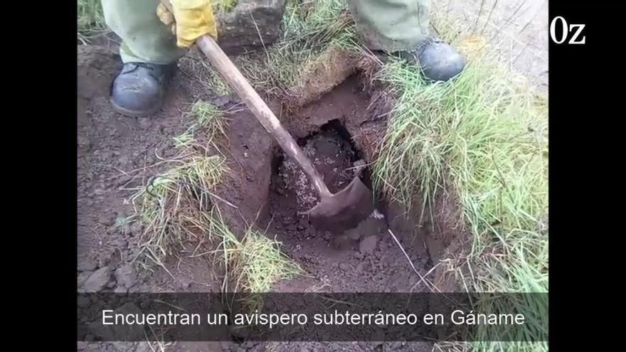 Así es el avispero subterráneo encontrado en Gáname