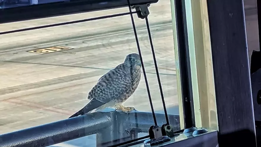 Visita de un cernícalo a la torre de control del aeropuerto de Gran Canaria